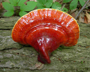 ganoderma lucidum, reishi